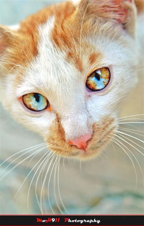57 gorgeous cats with heterochromia iridum – Artofit