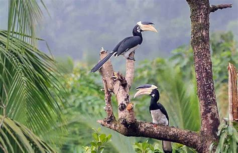 LetsGoa - Rare Birdwatching in Goa | Spot Rare Birds in Riverside Forests
