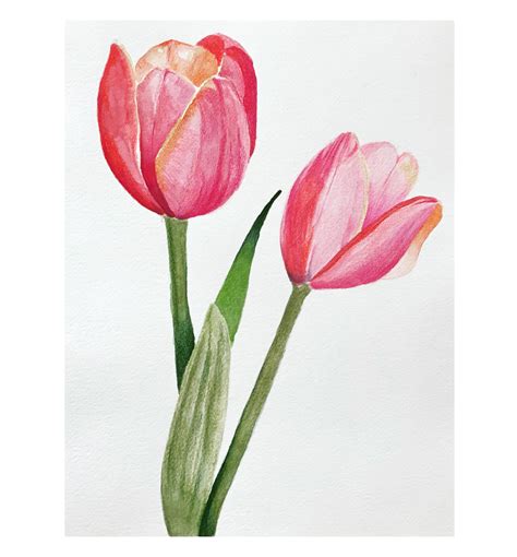 Tulips Watercolor Painting