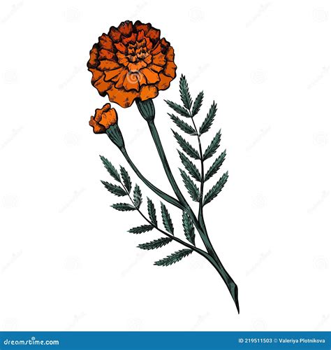 Marigold Illustration