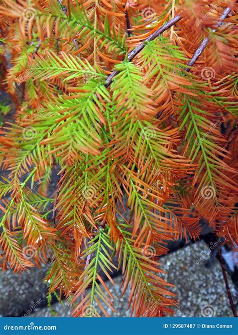 Bald Cypress Branches during Fall Season Stock Image - Image of fall ...