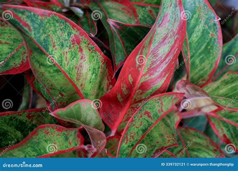 Aglaonema Modestum Plants Red And Green Leaves ,Chinese Evergreen ...