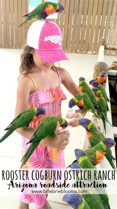 Rooster Cogburn Ostrich Ranch Arizona roadside attraction - Brie Brie ...