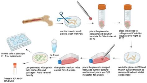 Cells | Special Issue : Importance of Primary Cell Culture in ...