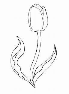 Tulip Coloring Pages by Free Printable Tulip Coloring Pages For Tulip Coloring Pages