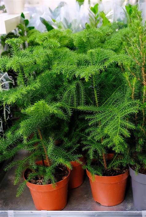 How to Grow and Care For Norfolk Island Pine Indoors - Plantglossary