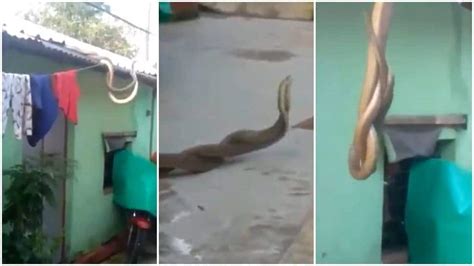 Caught on cam: Two snakes twirling in dance-like movement goes viral ...
