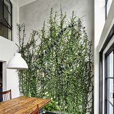 Climbing Plants On Walls by Architect Visit A Dining Room Wallpapered With Climbing Climbing Plants On Walls