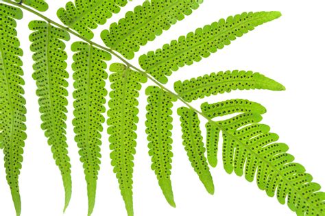 Fern Reproduction and Life Cycle
