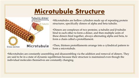 Cytoskeleton structure. Microfilaments, microtubules and intermediate filaments. | PPTX