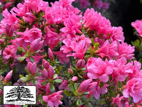 Rhododendron Kurume Hybrid 'Coral Bells' Azalea from Rountree Nursery ...