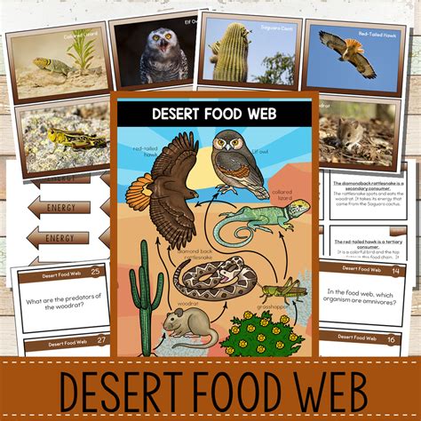 Desert Ecosystem Food Chain