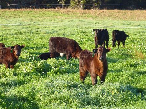 Organic Meat Farms 的图像结果