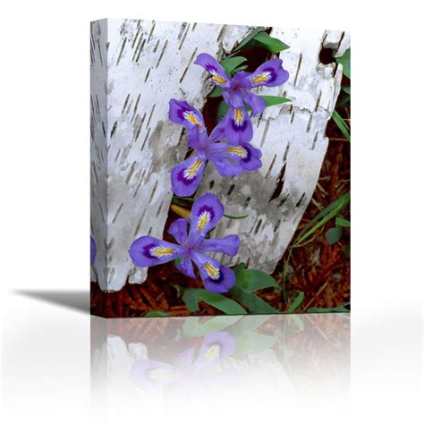 Karmakara MI, Dwarf Lake iris Growing Through Birch bark - Fine Art ...