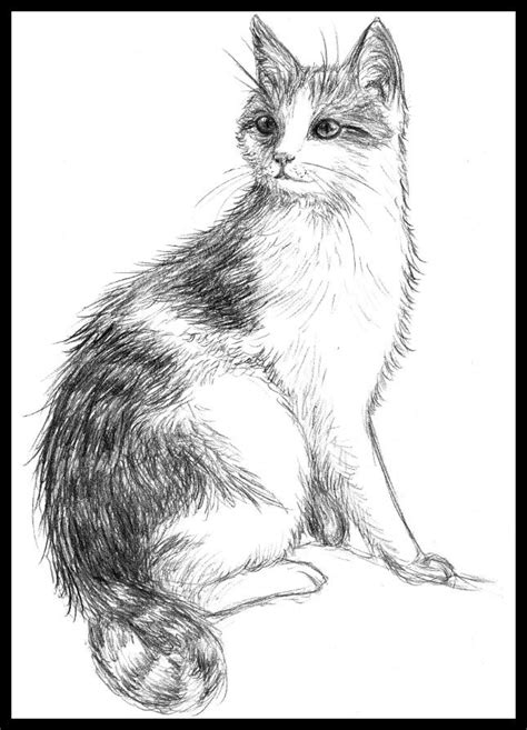 cat drawing sitting