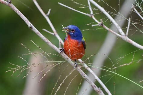 Gulf Bird Migration - al.com