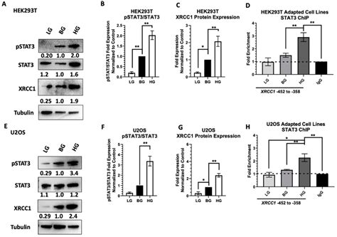Glucose Increases STAT3 Activation, Promoting Sustained XRCC1 ...