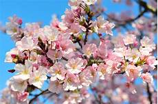 fior di ciliegio significato fiori di ciliegio linguaggio dei fiori fior di ciliegio significato fiori di ciliegio linguaggio dei fiori