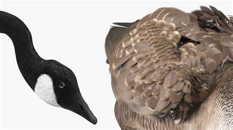 Large Wild Goose Walking Pose 3D model | 3D Molier International