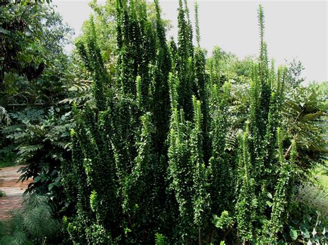 Euonymus Japonicus Green Spire