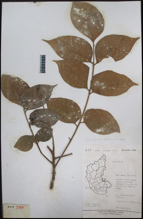Herbarium JCB