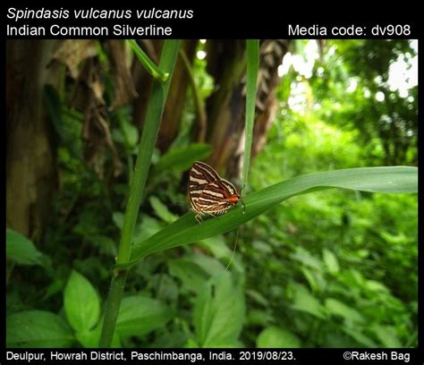 Spindasis vulcanus | Butterfly