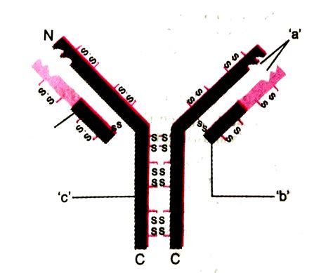 Identify a, b and c in the schematic diagram of an antibody given here ...