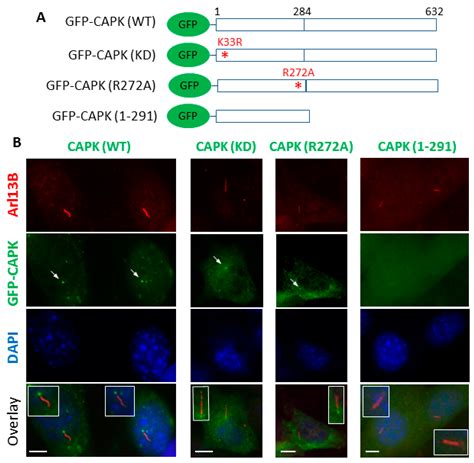 Ciliopathy-Associated Protein Kinase ICK Requires Its Non-Catalytic ...