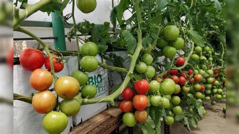 Rajasthan: अब खेत की ज़रूरत नहीं, घर की छत पर बिना मिट्टी उगा सकते हैं ...