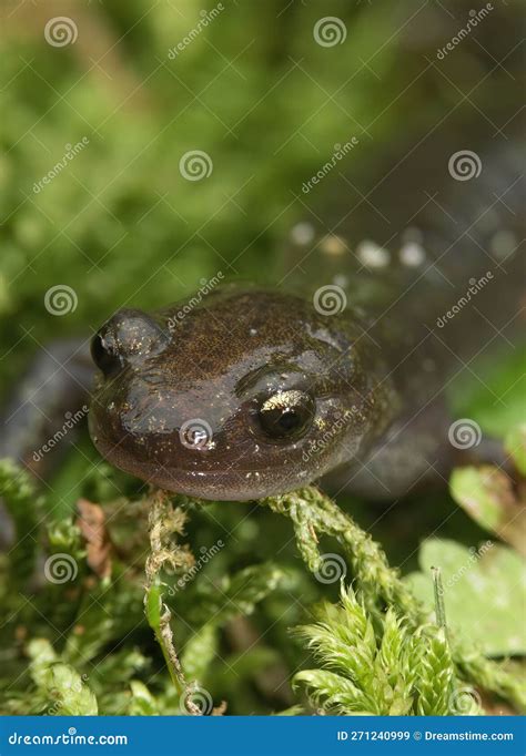 Closeup on a Juvenile Japanese Endemic Hokkaido Salamander, Hynbobius Retardatus Stock Image ...
