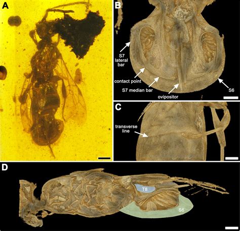 琥珀中保存的古代寄生“捕蝇草”黄蜂揭示了寄生蜂的策略 - 化石网