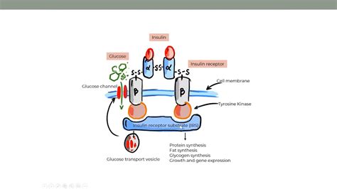 Classification of Diabetes Mellitus | DrBeen