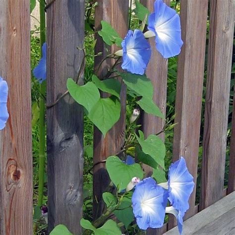 Morning Glory 'Heavenly Blue' (Ipomoea Tricolor) seeds