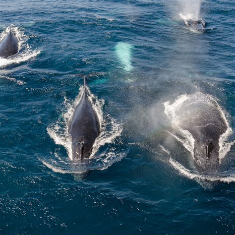 Explore the Wonders of Whale Watching Cape May - La Mer Beachfront Resort