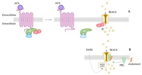 Image result for Channel Protein