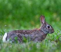 Image result for Bunnies in Spring Time