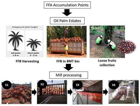 Free Fatty Acid Formation Points in Palm Oil Processing and the Impact ...