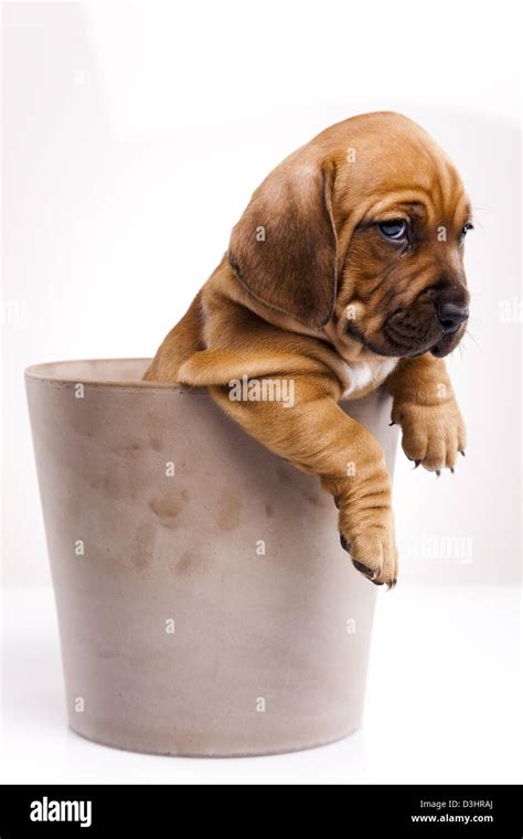 Dogs Getting into Pot 的图像结果