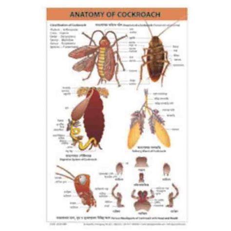 ANATOMY OF COCKROACH CHART