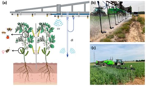 Efficacy of Entomopathogenic Fungi Against Bruchus rufimanus ...