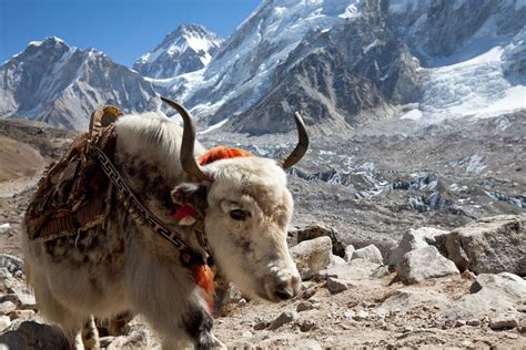Himalayas - Tribes, Culture, Religion | Britannica