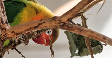 Image result for Elevage Inseparable Conseils