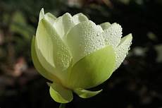 cycle of the lotus flower trivia koloa jodo cycle of the lotus flower trivia koloa jodo cycle of the lotus flower trivia koloa jodo cycle of the lotus flower trivia koloa jodo