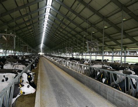 Milchviehhalter bei Kiew: „Ich mache mir Sorgen um meine Mitarbeiter ...