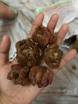 Pigeon Pea - Tur Vegetable Seeds