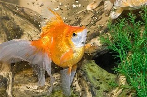 Why Does the Water Turn Yellow in a Fish Aquarium? - Pets