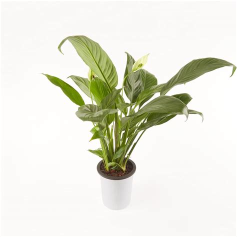 Ratanshi Agro Hortitech Peace Lily Live Indoor Plant with 4" Self ...