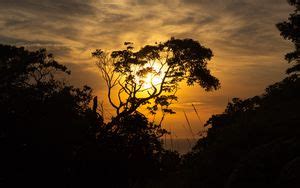 Wallpaper trees, branches, lake, sun, light, nature hd, picture, image
