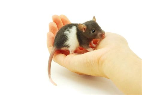 Rat | Premium Photo