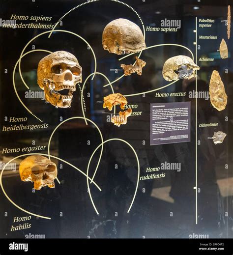 Rezultat imagine pentru Rabbid Evolution Tree